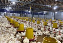 Pengusaha Budidaya Ayam Ras Pedaging di Kelurahan Pasuluhan Nyatakan Sudah Kantongi Izin Usaha