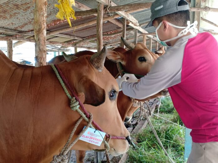 hewan qurban 1.2
